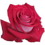 Red Candy Cane Rose d'Equateur Ethiflora